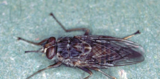 Tseetseevliegen in de serie dier uitgelicht Tseetseevliegen Afrika