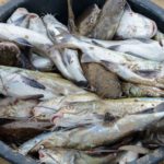 Visdrogerij Abene Casamance