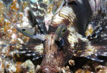 Duiken in de Rode Zee bij Wadi Lahami Wadi Lahami Egypte duiken