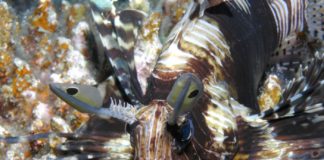 Duiken in de Rode Zee bij Wadi Lahami Wadi Lahami Egypte duiken