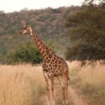 Giraffe Kololo