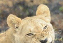 Kololo- en Welgevonden Game Reserve