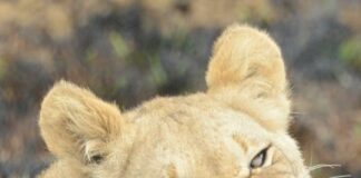 Kololo- en Welgevonden Game Reserve