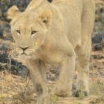 Leeuw-Kololo-Zuid-Afrika-1
