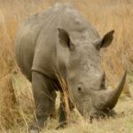 Neushoorn-Kololo