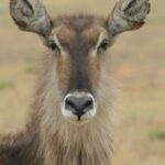 Wildlife-Kololo-Sout-Africa