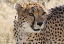 Safari in 44 hours: Where the wild returns in South Africa’s Waterberg Waterberg