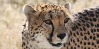 Safari in 44 hours: Where the wild returns in South Africa’s Waterberg Waterberg