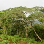 Château Vialé Togo-3