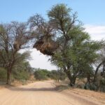 Het Kgalagadi Transfrontier Park