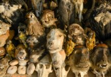 Marché des Féticheurs, de voodoo Fetish Markt in Lomé Fetish Markt Lome Togo, Marché des Féticheurs