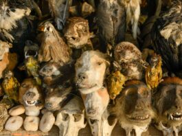 Marché des Féticheurs, de voodoo Fetish Markt in Lomé Fetish Markt Lome Togo, Marché des Féticheurs