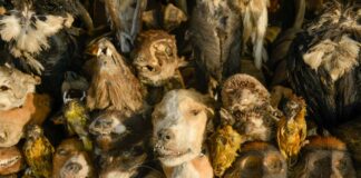 Marché des Féticheurs, de voodoo Fetish Markt in Lomé Fetish Markt Lome Togo, Marché des Féticheurs