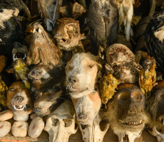 Marché des Féticheurs, de voodoo Fetish Markt in Lomé Fetish Markt Lome Togo, Marché des Féticheurs