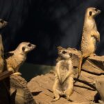 Meerkat Kgalagadi Transfrontier Park