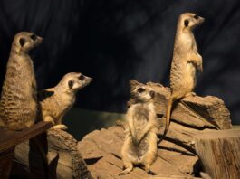 Kgalagadi Transfrontier Park Meerkat Kgalagadi Transfrontier Park