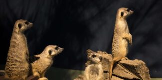 Kgalagadi Transfrontier Park Meerkat Kgalagadi Transfrontier Park