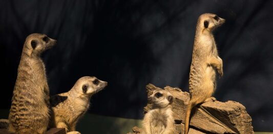 Kgalagadi Transfrontier Park Meerkat Kgalagadi Transfrontier Park