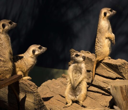 Kgalagadi Transfrontier Park Meerkat Kgalagadi Transfrontier Park