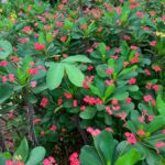 Wli Jesus Christ thorn plant