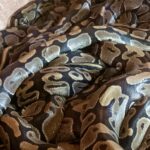 Ouidah Temple des Pythons