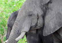 Niassa Special Reserve Niassa Special Reserve