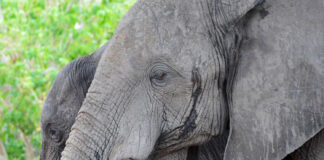 Niassa Special Reserve Niassa Special Reserve