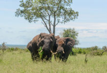 Olifant in de serie dier uitgelicht