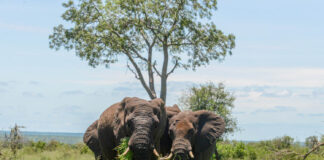 Olifant in de serie dier uitgelicht