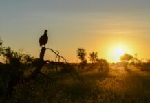 Cameia National Park: Angola’s onontdekte wildernis Cameia National Park