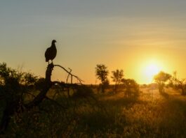 Cameia National Park: Angola’s onontdekte wildernis Cameia National Park