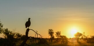Cameia National Park: Angola’s onontdekte wildernis Cameia National Park
