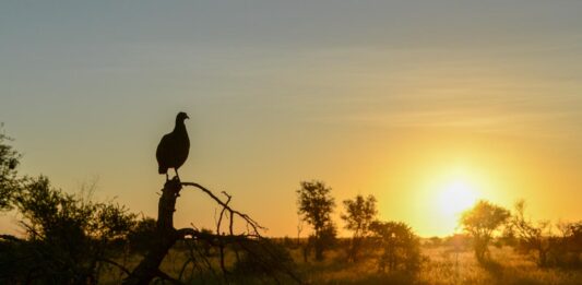 Cameia National Park: Angola’s onontdekte wildernis Cameia National Park