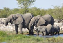 Nationaal Park Comoé is West Afrika’s onontdekte safari paradijs Comoé Ivoorkust