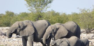 Nationaal Park Comoé is West Afrika’s onontdekte safari paradijs Comoé Ivoorkust