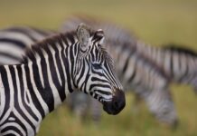 Daan Viljoen Game Reserve – Natuur, stilte en wildleven vlak bij Windhoek Zebra’s grazen in Daan Viljoen Game Reserve nabij Windhoek, Namibië