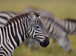 Daan Viljoen Game Reserve – Natuur, stilte en wildleven vlak bij Windhoek Zebra’s grazen in Daan Viljoen Game Reserve nabij Windhoek, Namibië