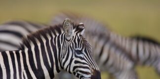 Daan Viljoen Game Reserve – Natuur, stilte en wildleven vlak bij Windhoek Zebra’s grazen in Daan Viljoen Game Reserve nabij Windhoek, Namibië