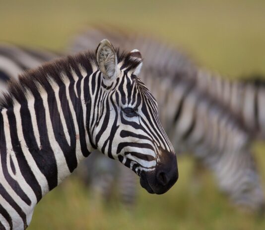 Daan Viljoen Game Reserve – Natuur, stilte en wildleven vlak bij Windhoek Zebra’s grazen in Daan Viljoen Game Reserve nabij Windhoek, Namibië
