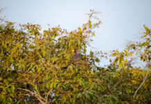 Forêt de Pata: Ontdek het onontdekte Senegal in de Casamance Forêt de Pata