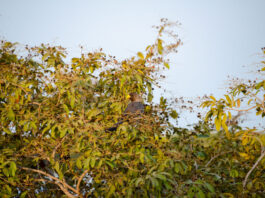 Forêt de Pata: Ontdek het onontdekte Senegal in de Casamance Forêt de Pata
