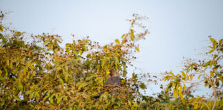 Forêt de Pata: Ontdek het onontdekte Senegal in de Casamance Forêt de Pata