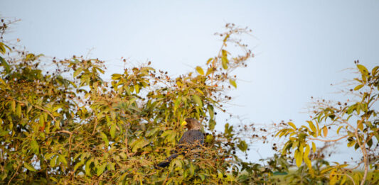 Forêt de Pata: Ontdek het onontdekte Senegal in de Casamance Forêt de Pata