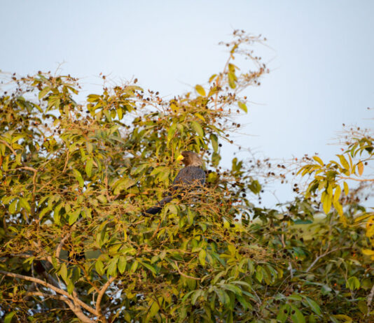 Forêt de Pata: Ontdek het onontdekte Senegal in de Casamance Forêt de Pata
