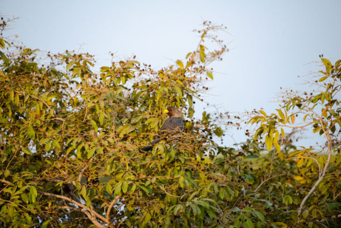 Forêt de Pata Forêt de Pata