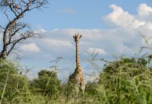 Kissama National Park in Angola Kissama National Park