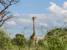 Kissama National Park in Angola Kissama National Park
