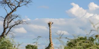 Kissama National Park in Angola Kissama National Park