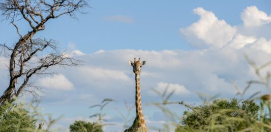 Kissama National Park in Angola Kissama National Park