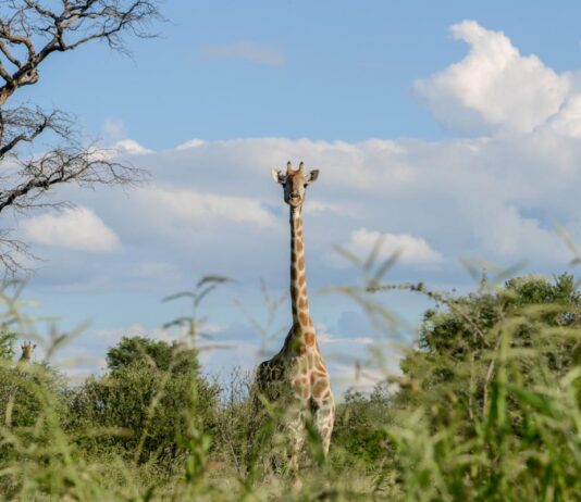 Kissama National Park in Angola Kissama National Park
